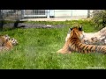 2015 06 04 tiger cubs