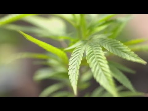 Delta 8 Thc Gummies In A High Potency 50mg Dose Review