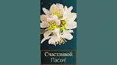 ДВЕ ДУШИ. Канал Душевных Поздравлений