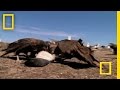 Flying Devils | National Geographic