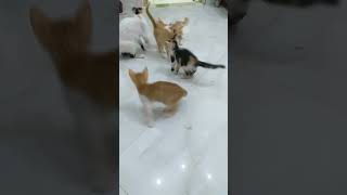 قطط تكتشف العابها  shortscat shortvideocats kittens catsoninstagram funny adoptedkittens