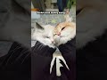 Sleeve Magic ✨ #cat #animals #cute