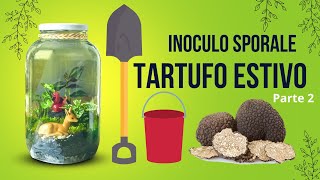 FATTO IN CASA! Inoculo sporale di TARTUFO nero estivo PARTE #2