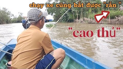 Câu Cá Ngát Nước Ngọt Loài Cá Có Nọc Cực Độc Mà Thịt Rất Ngon