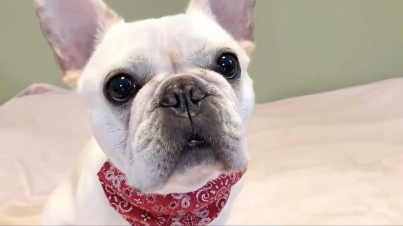 可愛いぽーおじさん 親バカタイム フレンチブルドッグ Frenchbulldog Youtube 可愛いぽーおじさん 親バカタイム フレンチブルドッグ Frenchbulldog Youtube