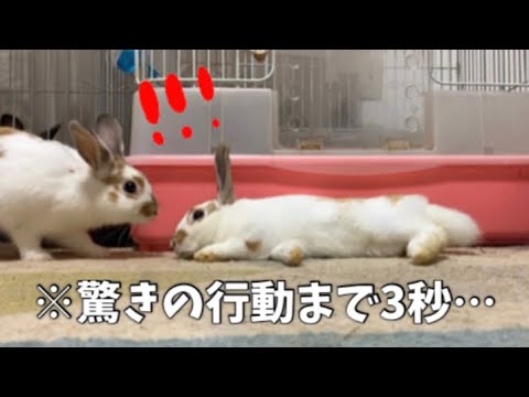 突然現れたうさぎがした驚きの行動とは Youtube 突然現れたうさぎがした驚きの行動とは Youtube