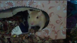 Just Chewin In The Safety Of The Kleenex Box