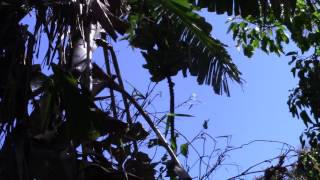 Kolapa Tv - Reality Blogs By Steven Jenkins