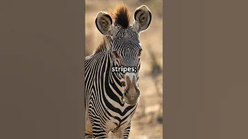 Meet Samburu S Special 5 Unique Wildlife Of Kenya 