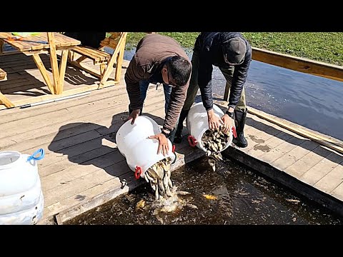 Разведение рыбы в домашних условиях в пруду