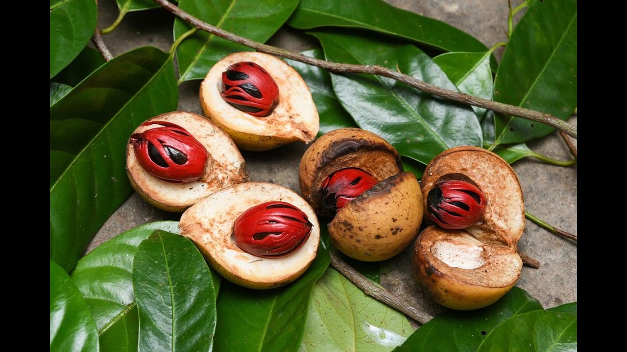 Магнолиевые – 3