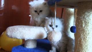 DSCF3832.AVI