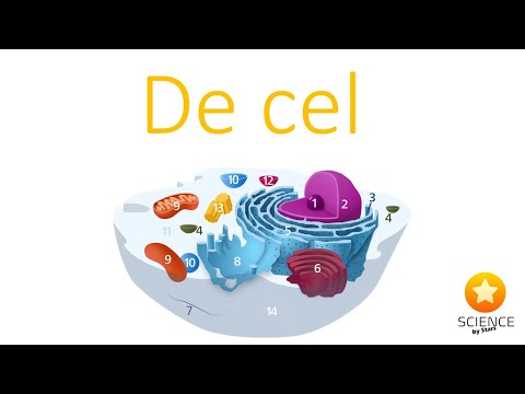 Video: Waarom is compartimentering belangrijk in eukaryote cellen?