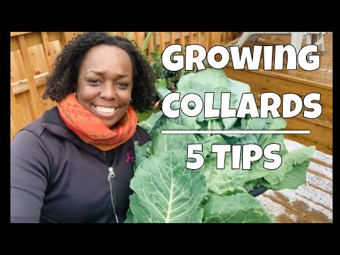 Video: Growing Collard Greens: How And When To Plant Collard Greens