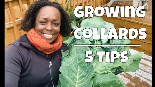 Growing Collard Greens | 5 Tips