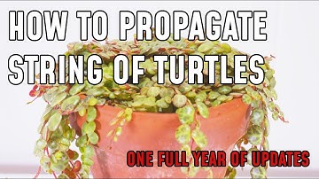 How To Propagate String Of Turtles (0-365 DAYS)