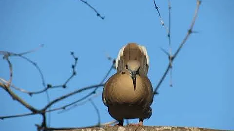 White winged Dove singing/courtship display