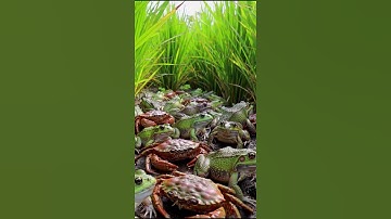 One peaceful green rice field full of crabs and frogs. #survival #nature #aquaculture #fishfarming