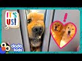 Golden Retrievers Love Being Besties With Everyone! | Dodo Kids | It’s Me!