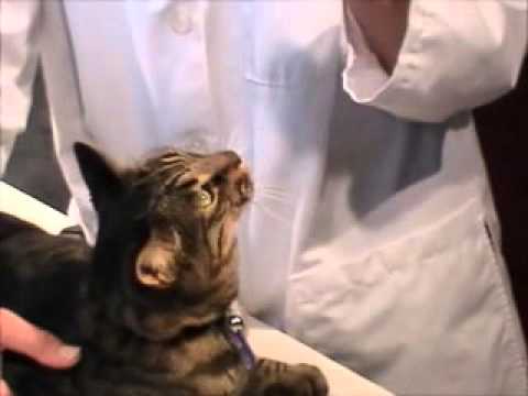 how-to-put-medication-in-your-cat