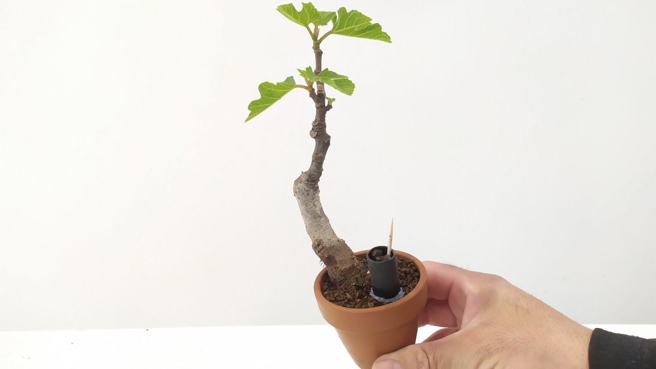 Mini Bonsai  Higuera Shohin