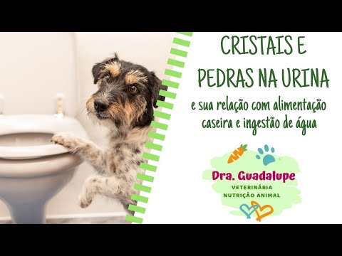 Vídeo: Trato Urinário / Cálculos Renais (cistina) Em Cães