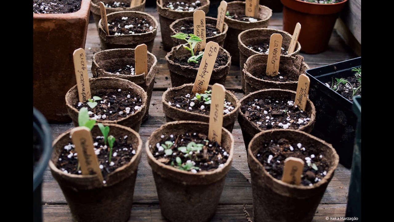 Crecer un jardín en el diseño de un apartamento - YouTube