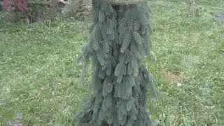 Две &quot;Инверсы&quot; ( Picea abies Inversa)