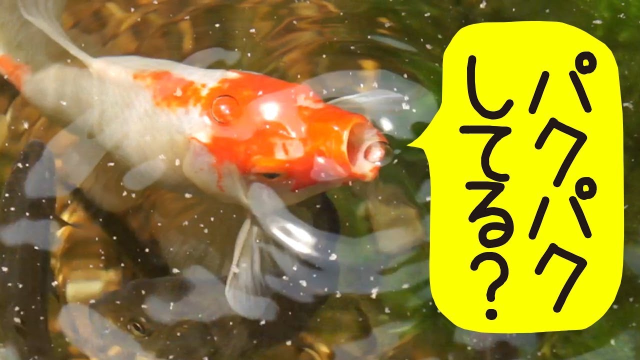 庭の池 水面をパクパクする魚達がおもしろい 19 7 9 Youtube