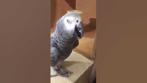 ببغاء يتلو آيات القرآن الكريم (سبحان الله)