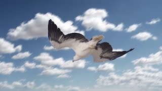 Sea Eagle Slow Motion Dive | White-Bellied Sea Eagle dives down to retrieve Fish