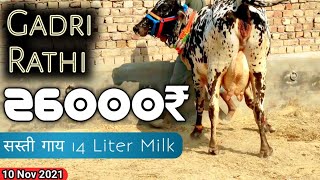 26000₹ 14 Liter Milk Gadri Rathi Cow सबसे सस्ती Desi Cow Videos by Harvinder  #Cow Dairy Farm Talk