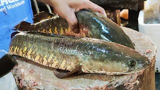 Big Snakehead Murrel Fish Cutting Skills Live in Fish Market | Fish Cutting Skills
