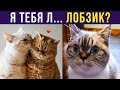 Приколы с котами. Я тебя... ЛОБЗИК | Мемозг #342