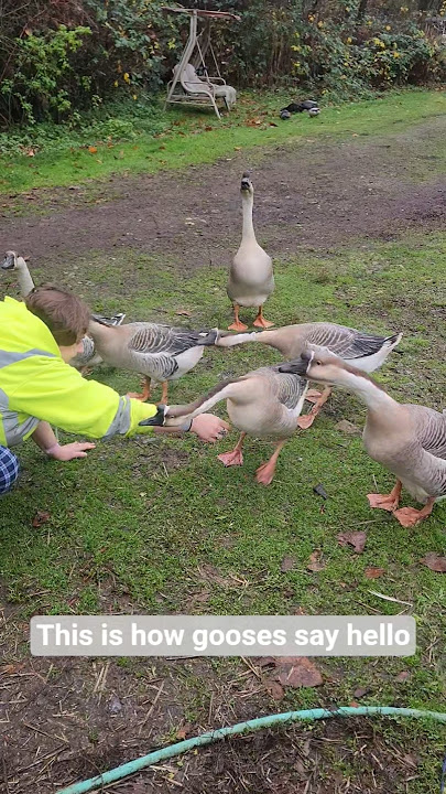 Saying Hello to the gooses