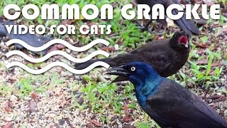Bird Video For Cats - Mommy Common Grackle Feeding Fledgling Chick.