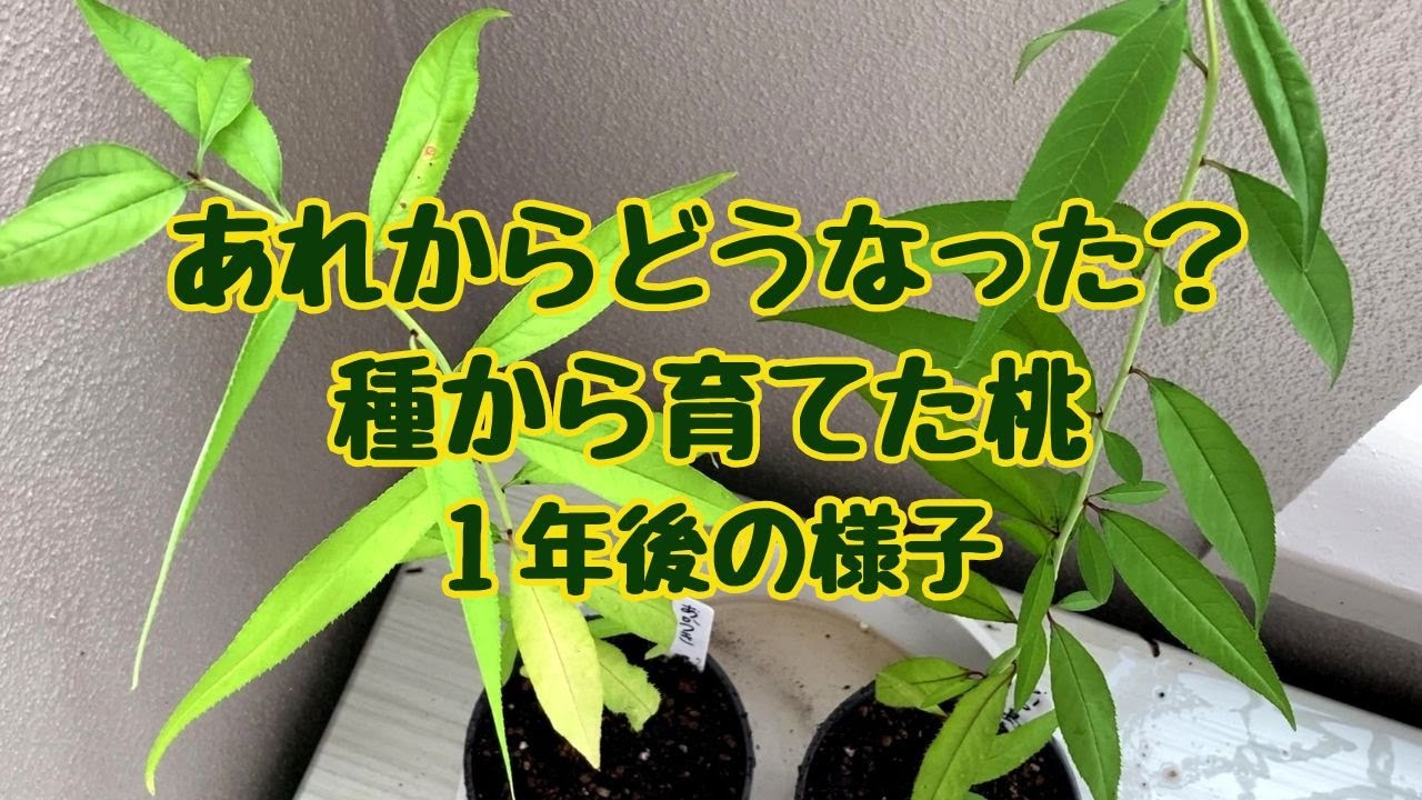 種から育てた桃 一年後の様子/あれからどうなった？種から育てた桃