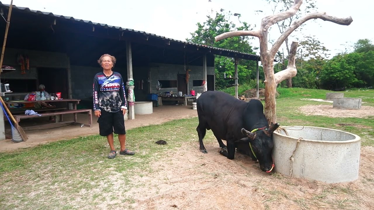 เยี่ยมคอกวัวชน สนามทุ่งโพธิ์ ดุกด้างไพรพะยอม (ทองพูน)