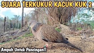 SUARA BURUNG TERKUKUR KACUK KUK 2 MEMANGGIL LAWAN