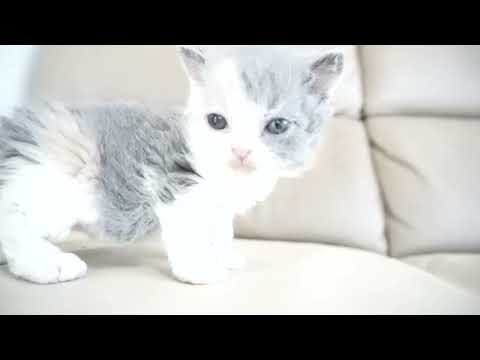 セルカークレックス子猫　2024.2.3産まれ 　ダイリュートキャリコ　パステル三毛　洋三毛猫　　女の子　Selkirk Rex　シーダキャット猫のお店