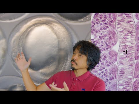 Video: Bilakah blastopore terbentuk?