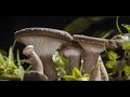 MUSHROOM GROWING TIMELAPSE 4K - Time-lapse photography