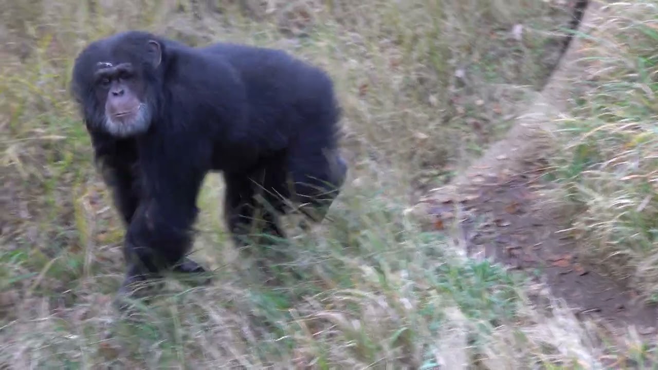 Tama zoo chimps 2023/12/04 #3