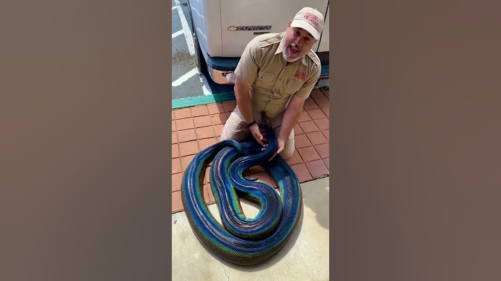 Rainbow snake 🌈🐍 Happy World Snake Day 🌎