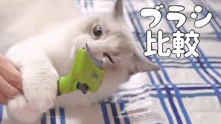 【ラグドール】スリッカーブラシとカーブブラシ比べてみた　ラグドール猫！｜抱っこが好きな猫 ｜ヒマラヤン猫｜甘える猫