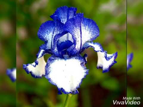 Video: Irisi Siberieni - Soiuri și Caracteristici