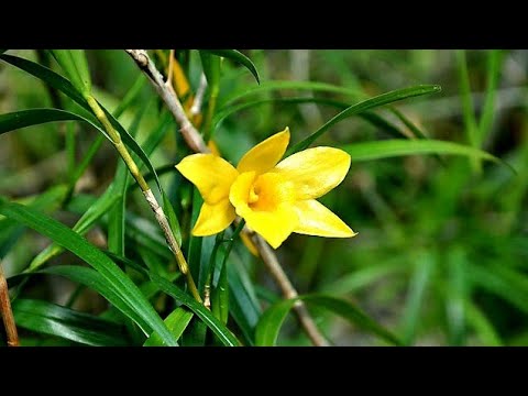 Video MỜI CÁC BÁC NGẮM GIÒ LAN TRÚC ĐEN ĐẸP GIẢN DỊ || PHONG... - youtube