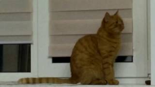 Так у нас коты ходят на улицу. Через окно спальни. Так у нас коты ходят на улицу. Через окно спальни.