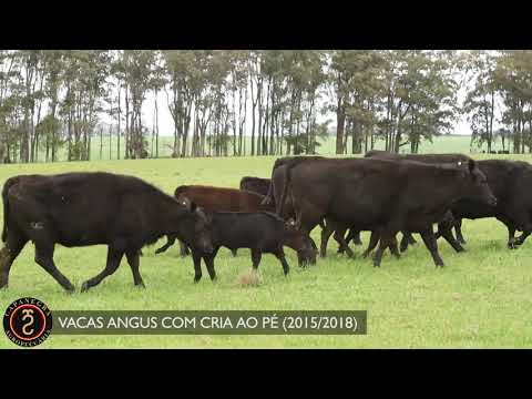 LOTE 78 -  VACAS ANGUS COM CRIA AO PÉ (2015/2018)