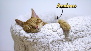 The Secret Meaning Behind Your Cat’s Sleep Position - Explained